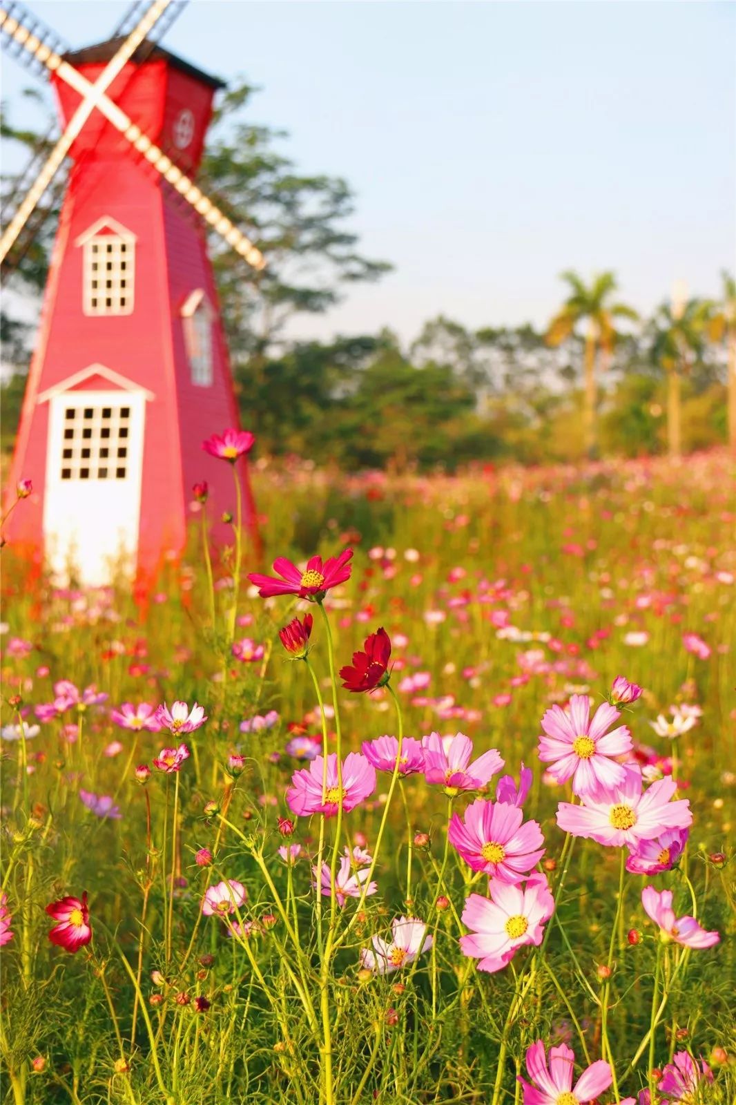 免费60000㎡梦幻花园来了1000000株格桑花硫华菊盛放附近还有摩天轮