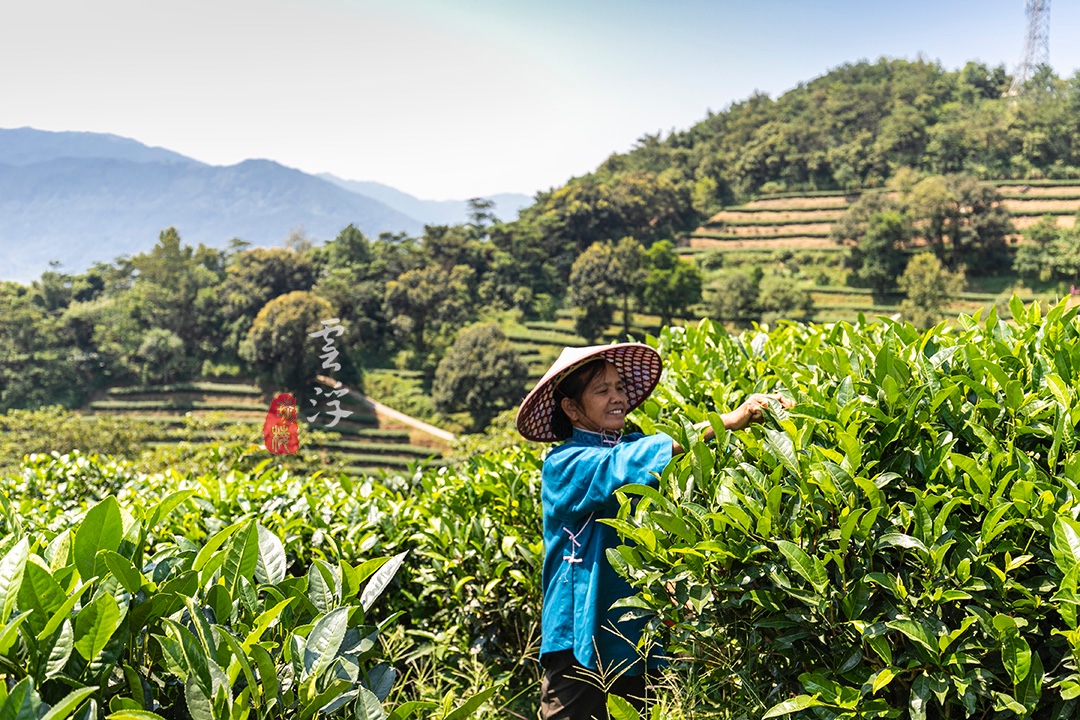 原创这个国庆长假来茶叶之乡六祖惠能故里感悟茶禅一味