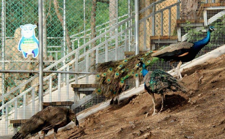 国庆打卡溱湖动物园人山人海的第一天