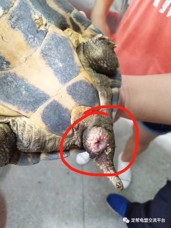 龟类交配期谨防交配伤