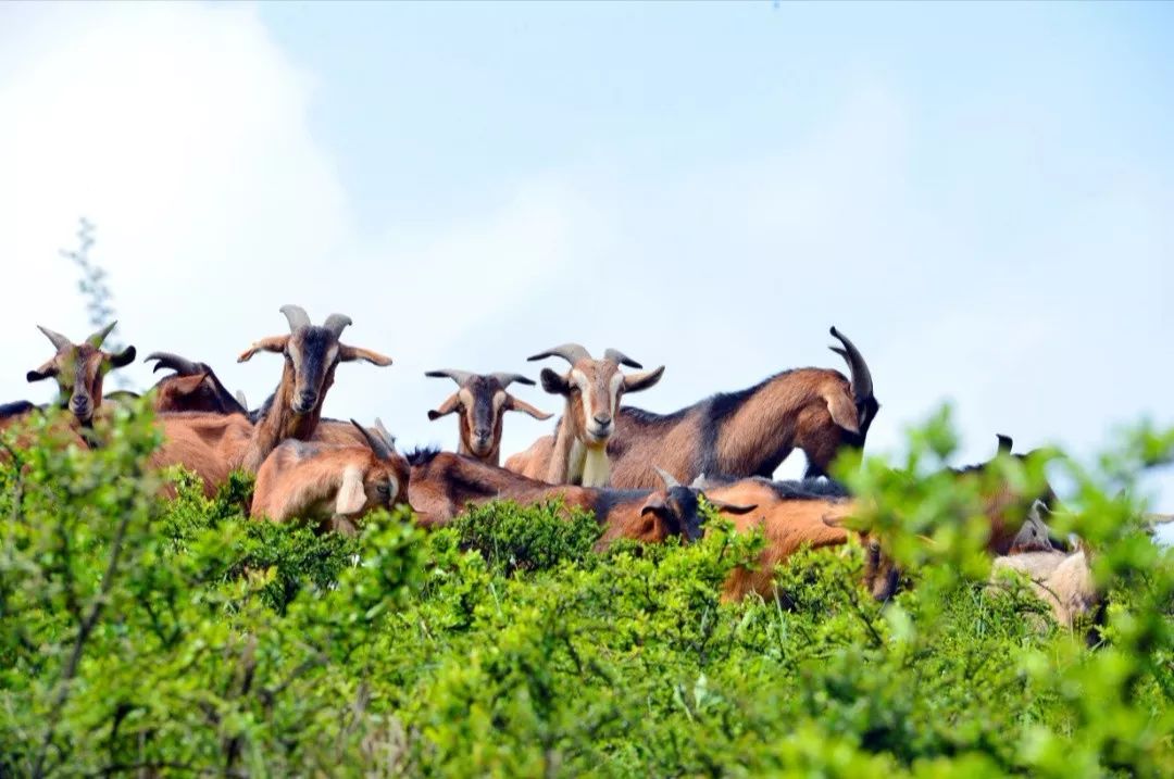黔北麻羊是贵州省三大优良地方山羊品种之一,已获国家地理标志保护