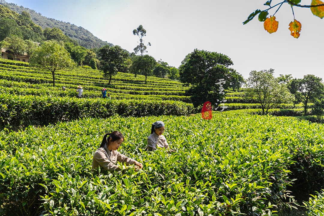 原创这个国庆长假来茶叶之乡六祖惠能故里感悟茶禅一味