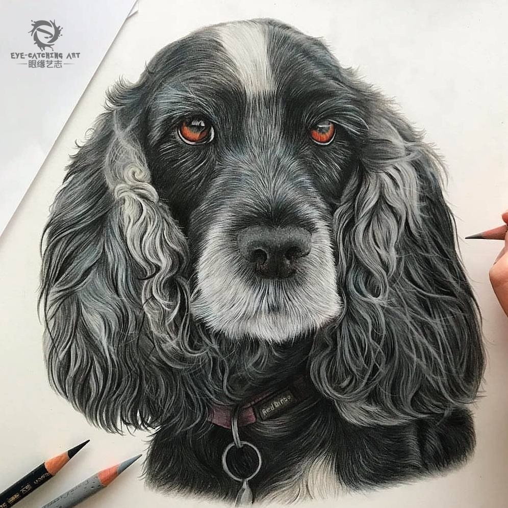 这组超写实宠物狗彩铅手绘,你看能打几分?