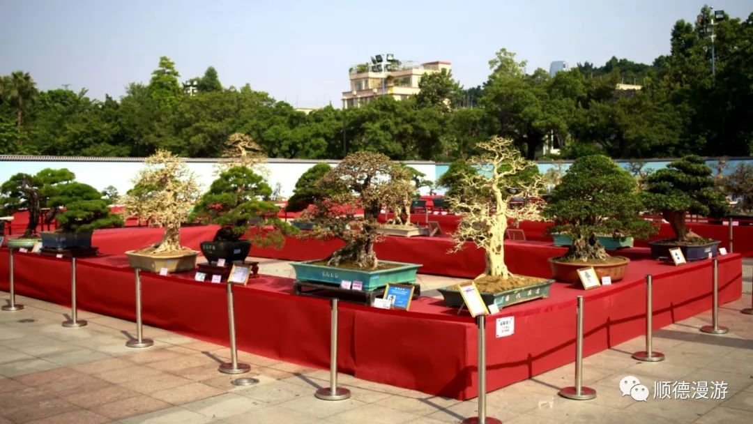顺德容桂盆景精品展