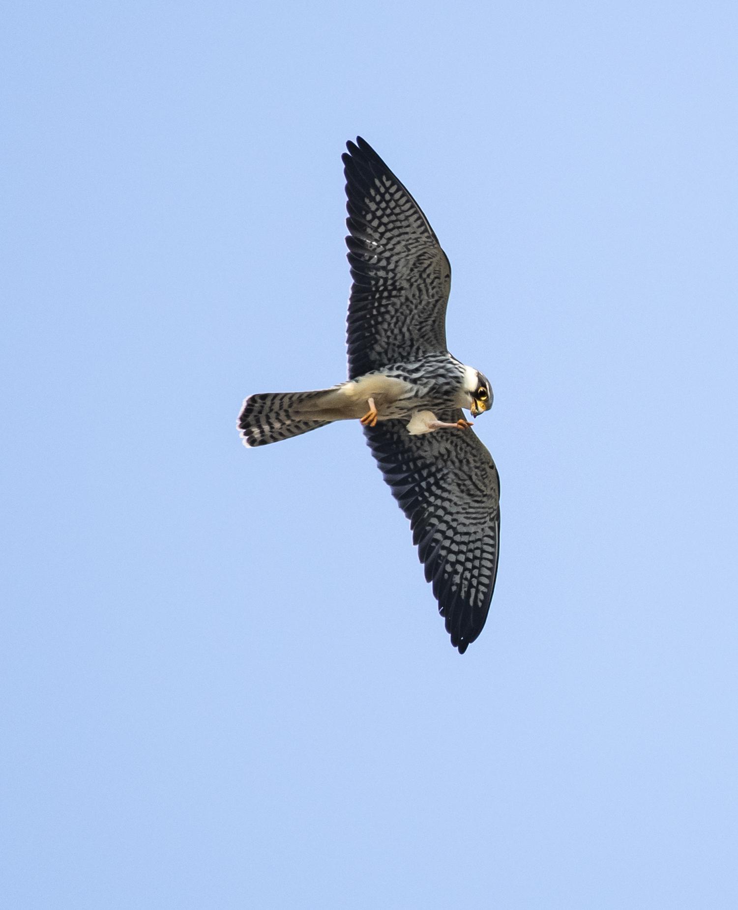 快看!保定上空突现十余只老鹰