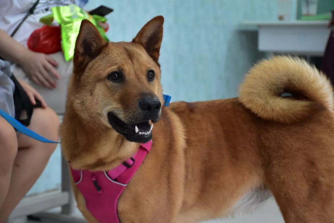 掐指一算2019年宜考试狗医生考场掠影