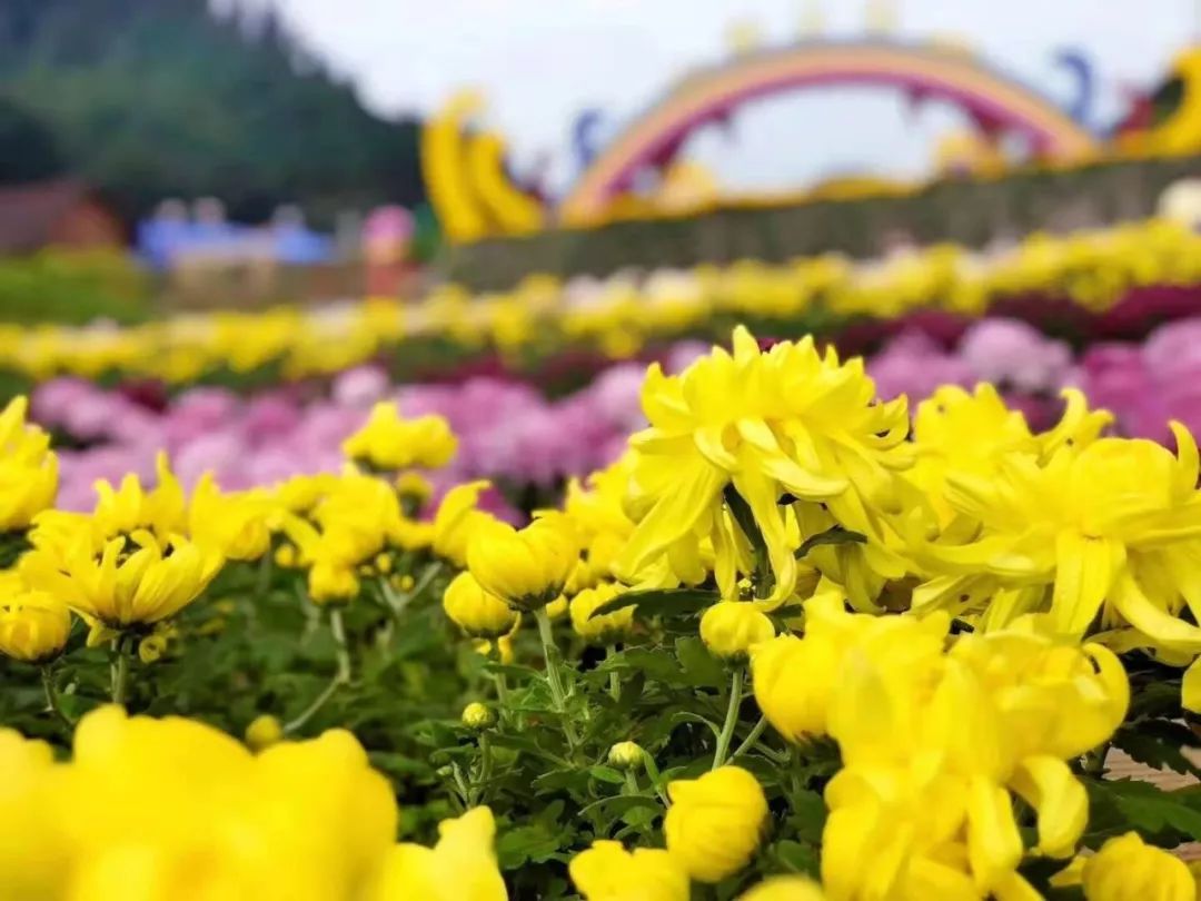 麻江菊园 上万株菊花编织壮观图案为祖国母亲庆生