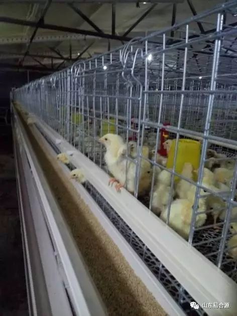 新思维养殖:笼养肉鸡的饲养管理全篇(很详细)_雏鸡