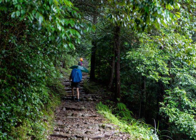 原创穿梭于自然气息满溢的神圣森林小道之中!世界遗产熊野古道登山