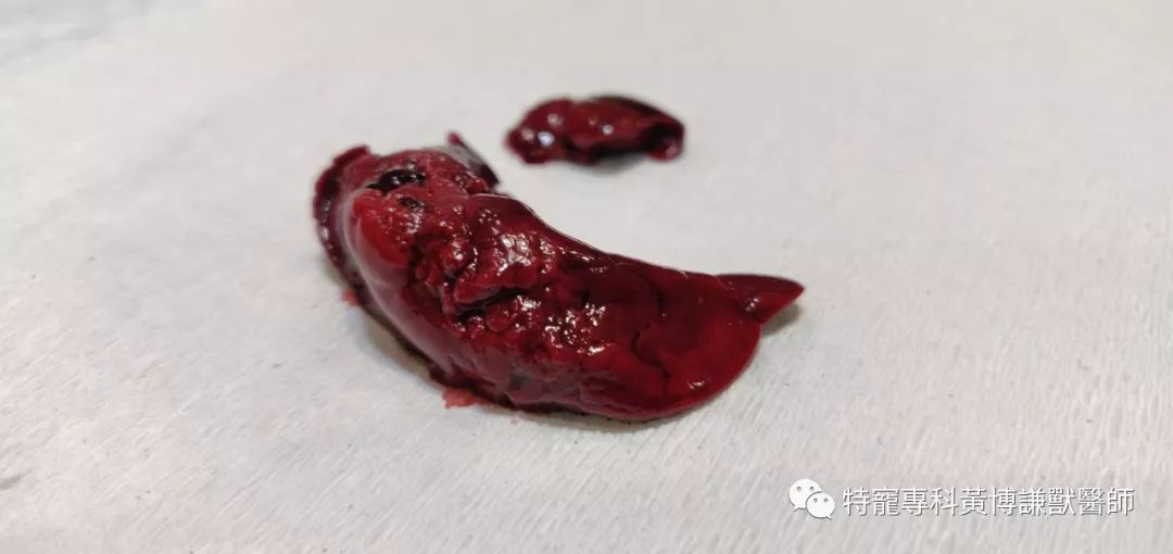 兔子肝脏问题实例
