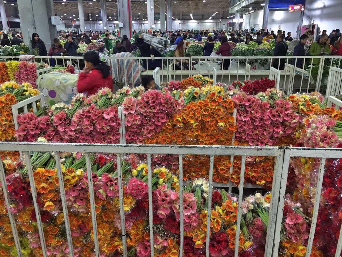 云南有个中国最大花市,鲜花白菜价论斤卖,2块钱就能带走一捆花