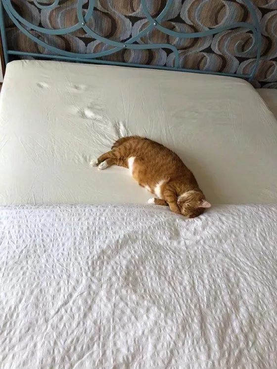 主人拍到猫躺在床上睡觉时,它身后留下的那些脚印,好有故事!