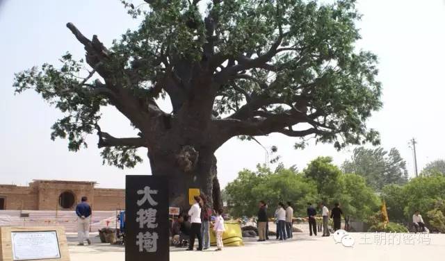 山西洪洞大槐树 祖先故居叫什么 大槐树下老鸹窝!