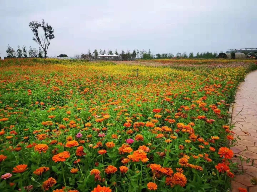 大美保定,万花成海!2019河北网红花海艺术节,9月13日开幕!领票啦