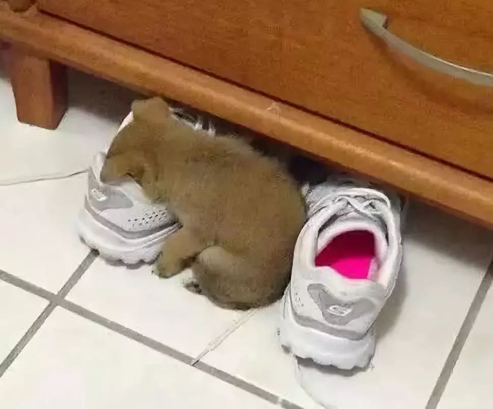 明明还是只带着奶香味儿的狗,非要把头闷到主人鞋子里,也不知道到底图