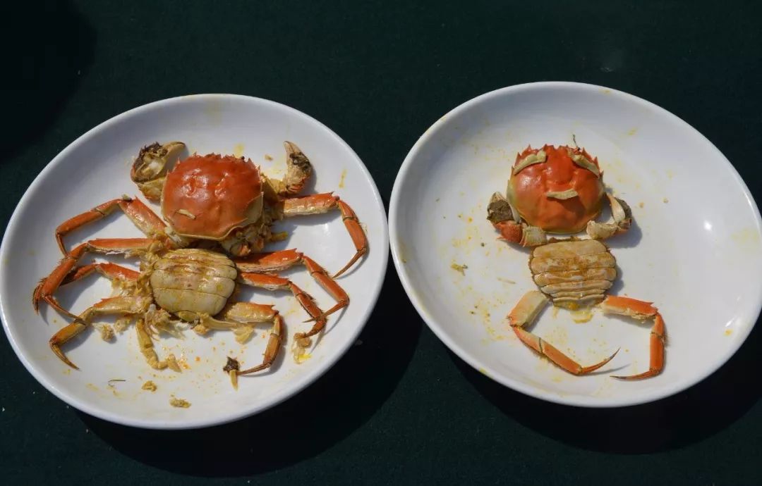 百合香闻蟹来洪泽湖湿地百变蟹壳创意赛好吃更会玩