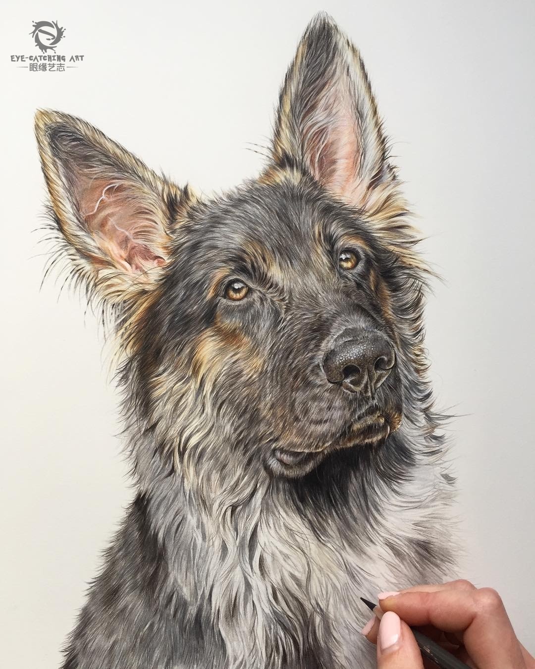 这组超写实宠物狗彩铅手绘,你看能打几分?_动物