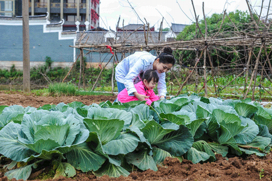 动静融合之间硕大的红色锦鲤在其间穿行后院的睡莲出淤泥而不染梦回