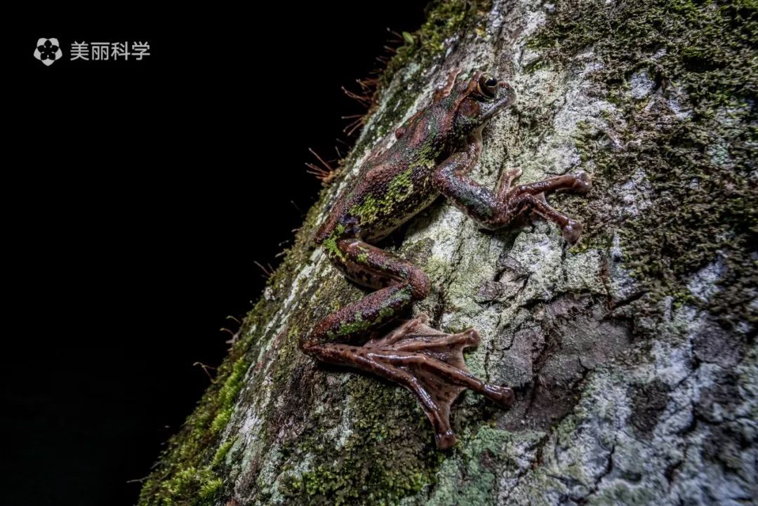 這隻戀家的神奇生物漂亮的就像假的