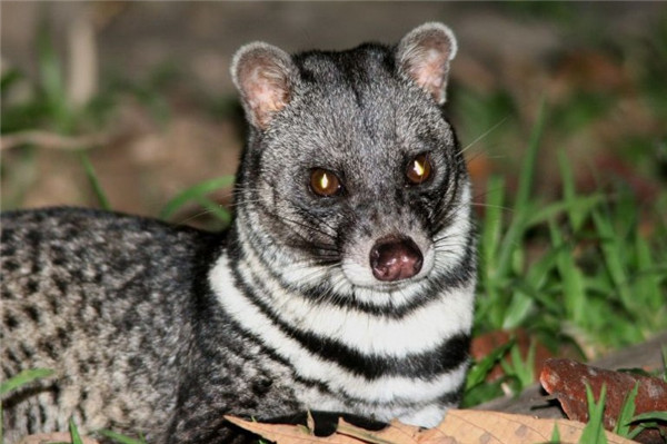 灵猫科,灵猫属的一种濒危动物,被列为国家二级重点保护动物