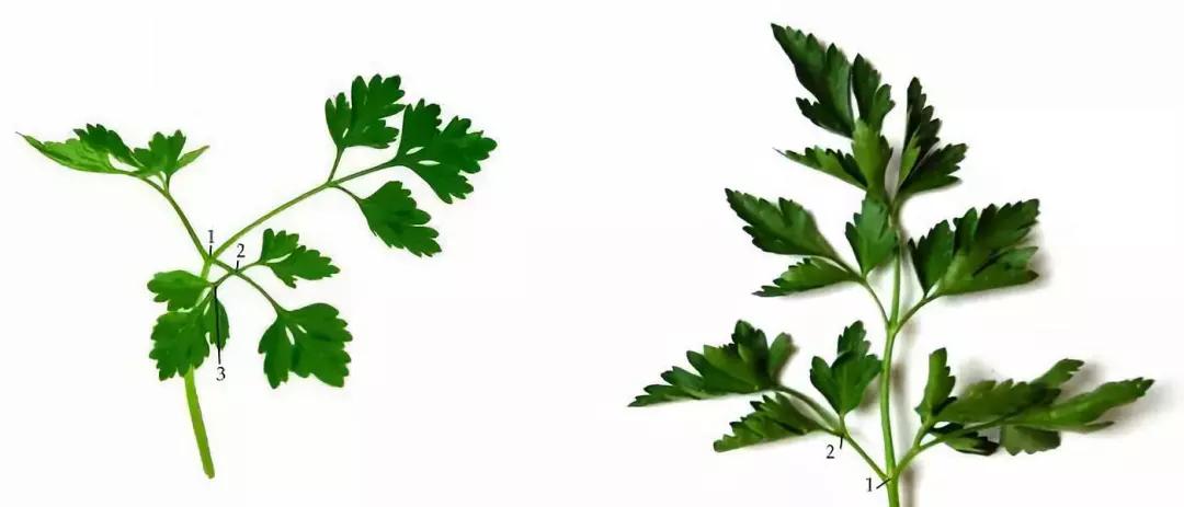 欧芹 or 香菜，傻傻分不清?这些加拿大超市里常见的蔬菜，你都认识吗?_罗勒