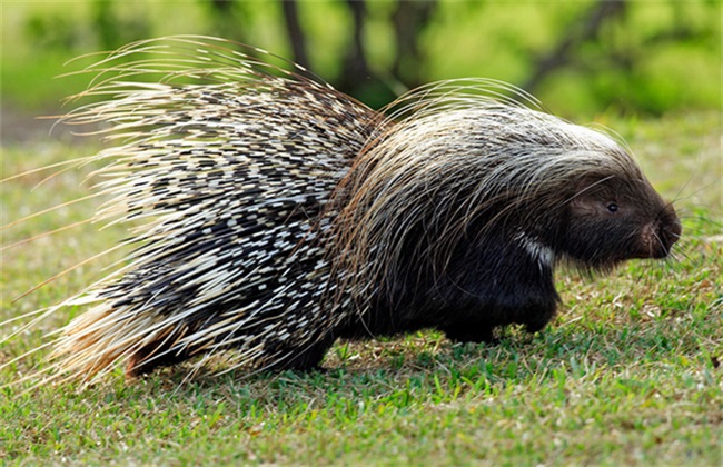 面相学对天庭狭矮的人有哪些说法