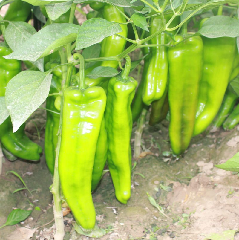 超级168牛角椒大青椒高产辣椒种子_品种