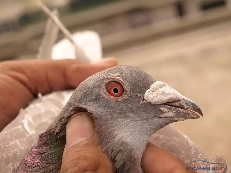 百科类固醇兴奋剂在赛鸽领域的应用