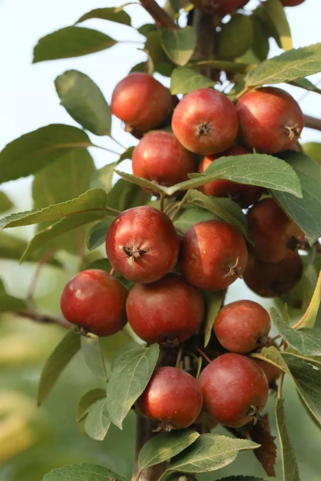 小编推荐国内目前资源比较多,口感比较好的花粉色的"拿丝露"和"艾瑞斯