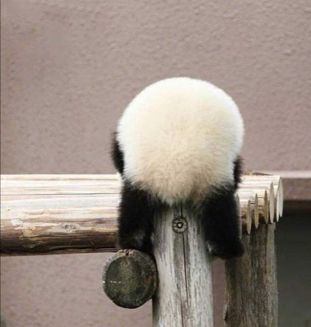 来不及等你同意了,我决定养你_熊猫