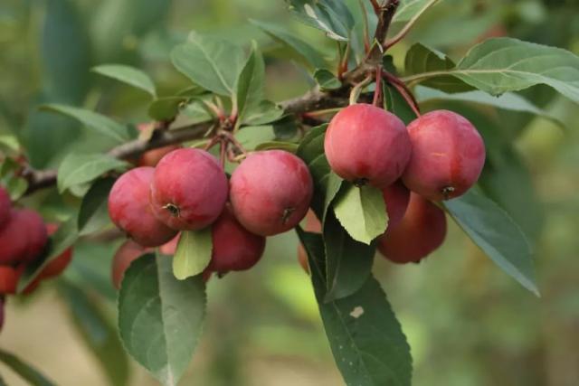 艾瑞斯海棠的花朵拿丝露拿丝露海棠的花朵冬红果冬红海棠的花朵娇艳