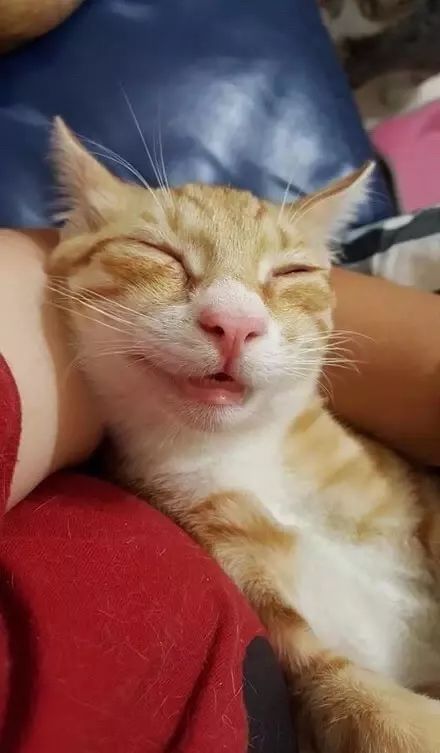 有的猫是蜜汁微笑有的则是谜之微笑