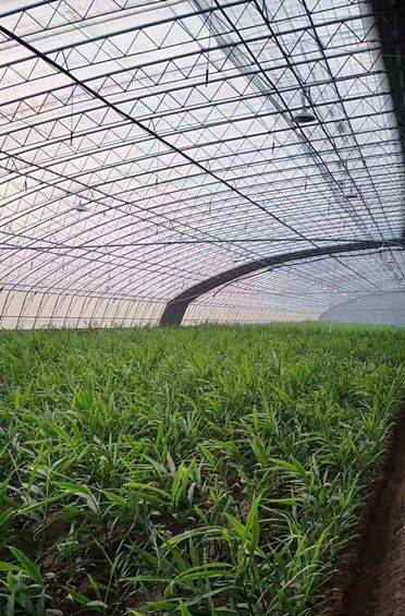 莱芜生姜的产业兴旺之路礼赞新中国追梦新农村