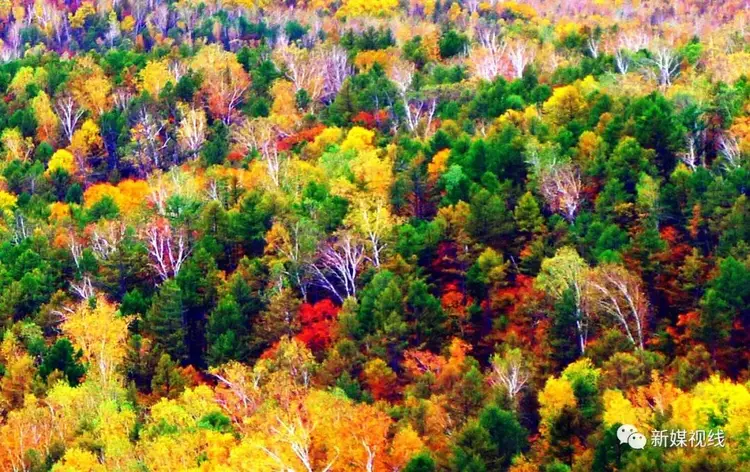 而是色彩明丽,有挺拔一片片松树林,一片片白桦林,一片片柞树林,一片片