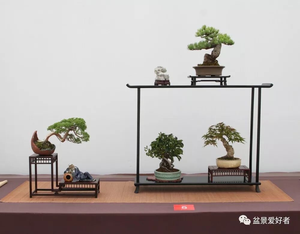 2019沭陽盆景精品展微型小品盆景一覽高清大圖