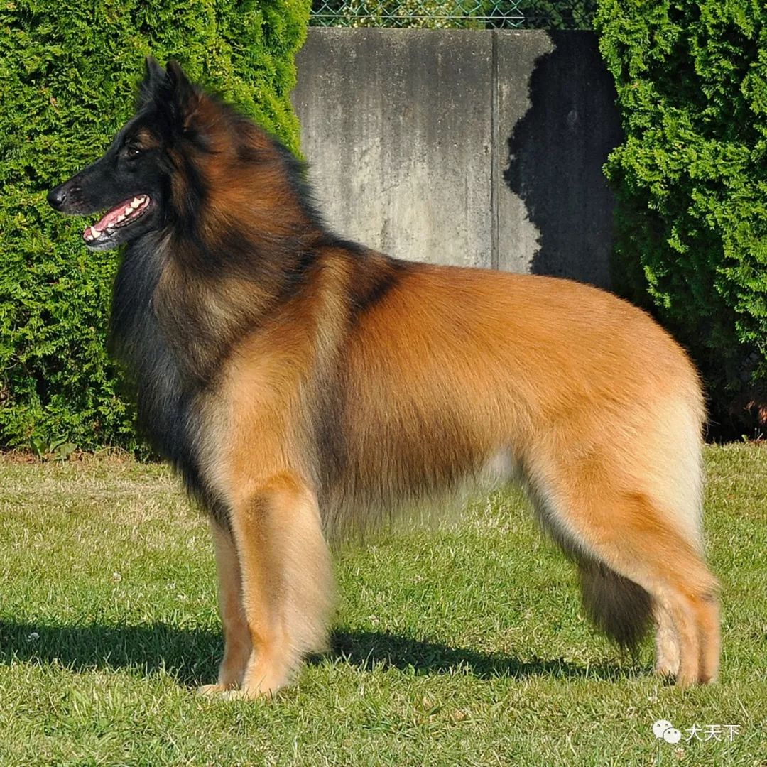 点指名犬优雅的比利时四大牧羊犬之比利时特弗伦犬