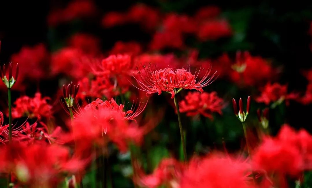 也是传说中的曼珠沙华这种花叫作彼岸花竟有一片盛开的红色花丛就在