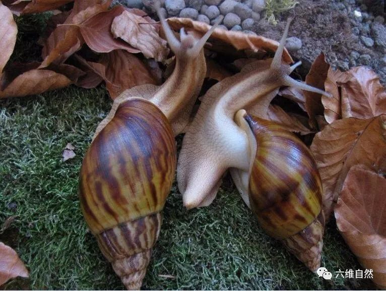 吃植物吃土吃水泥,还有什么是它不能食?非洲大蜗牛入侵世界各地