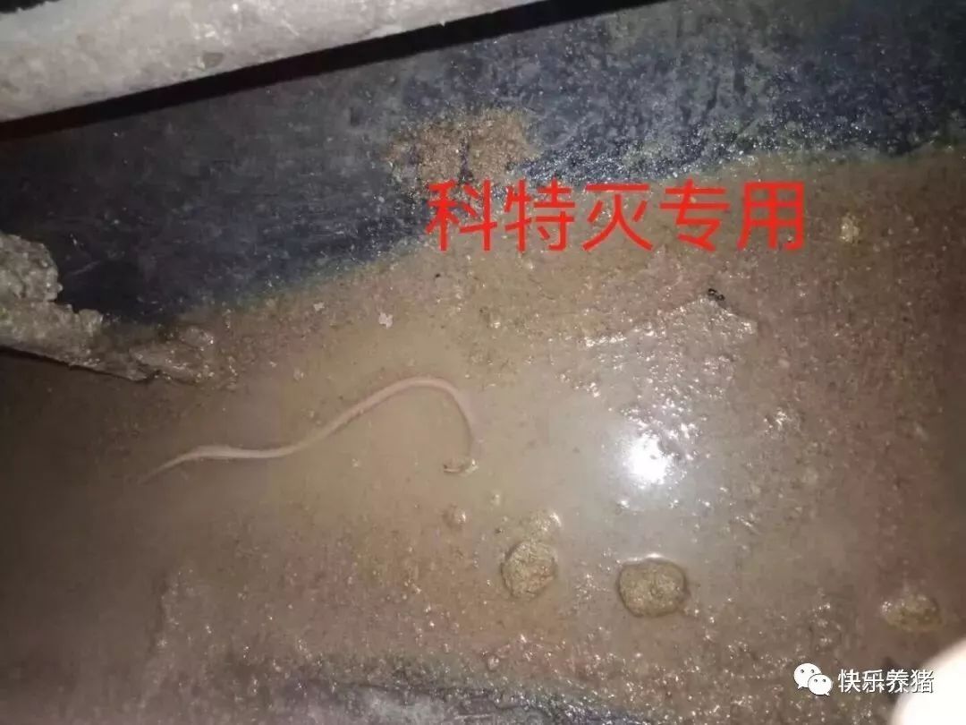 这样的驱虫效果,养猪人喜欢!有图!有视频!