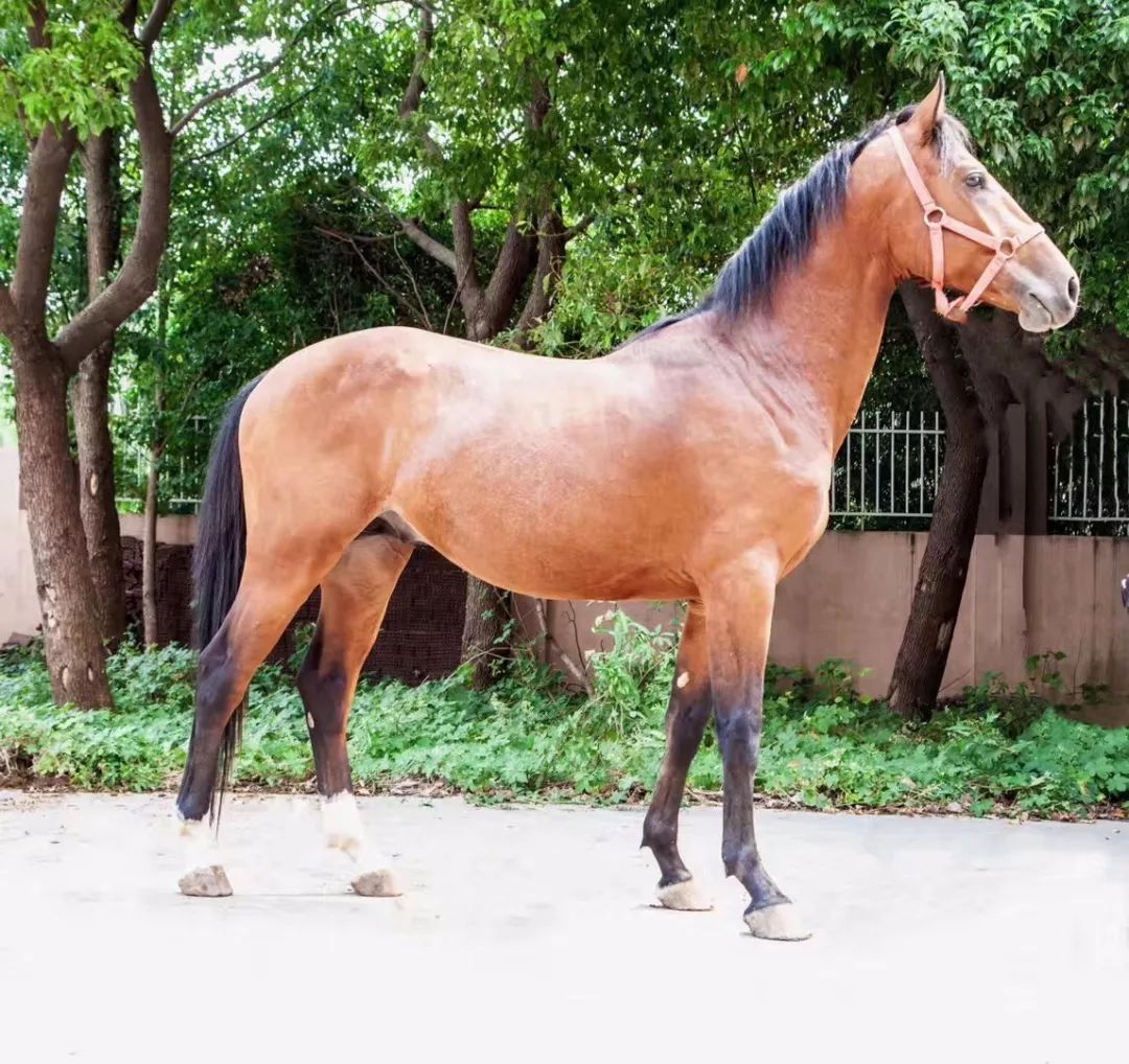 在售多匹2岁温血公马