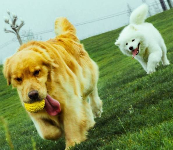 一只金毛和萨摩耶的友谊画面无限美