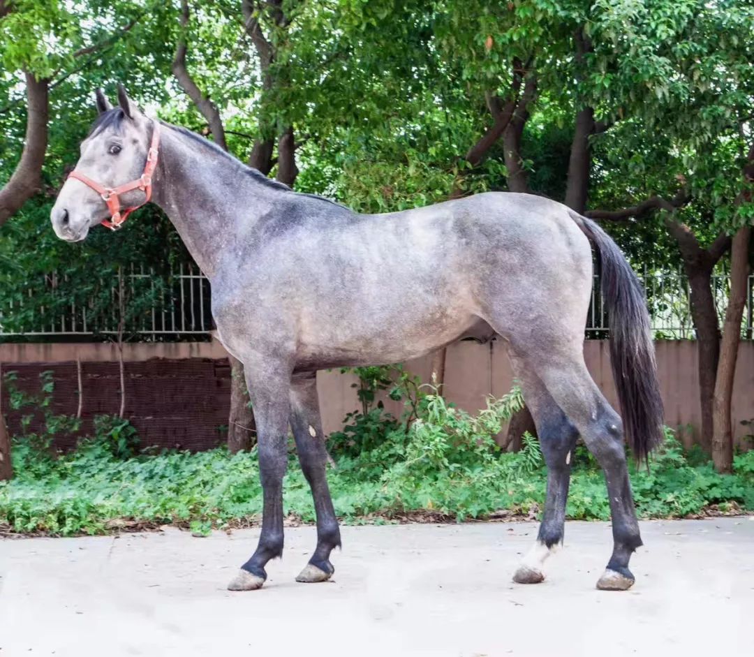 在售多匹2岁温血公马