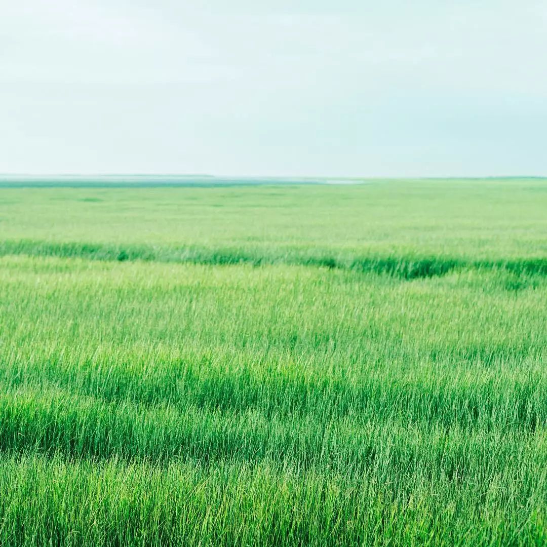 洗眼耐看超治愈摄影师定格的100种绿