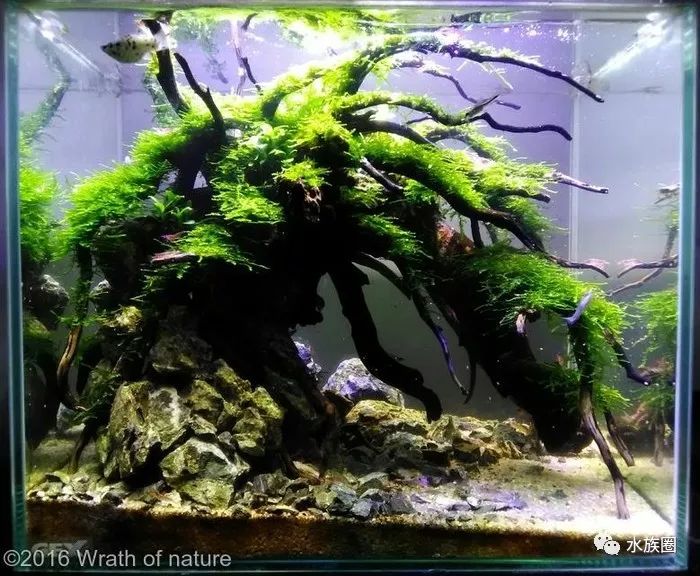 2016年aga国际造景大赛小缸组获奖作品欣赏小缸作品参考集