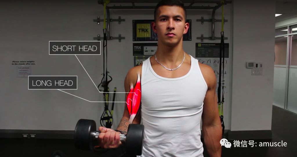 因为二头肌的长头穿过了肩关节,当然还有其他很多高效的动作和技巧