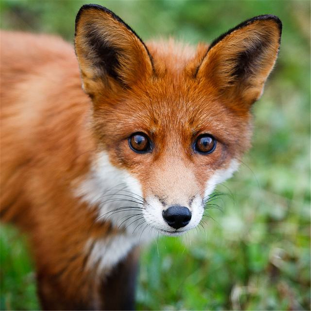 九寨沟发现草狐,夜里眼睛能发亮光,住洞穴还备了一条逃生的隧道_动物