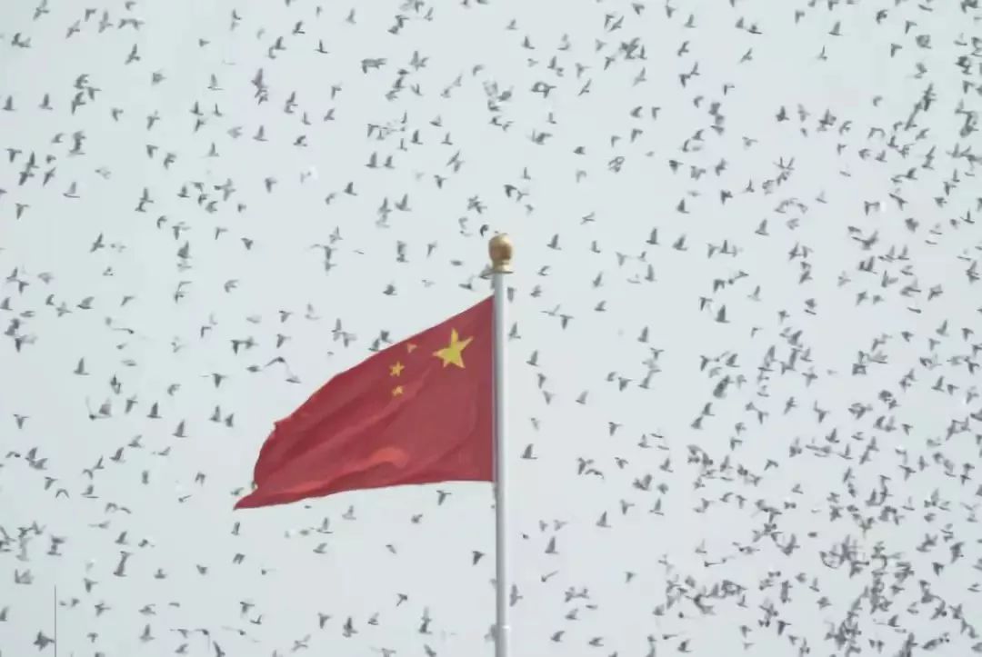 国旗和平鸽背景图图片