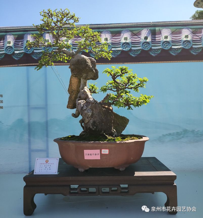 第二届永春福建盆景艺术邀请展在体育馆门口举行