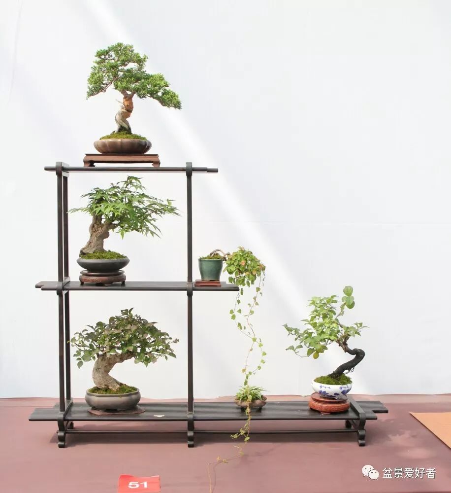 2019沭阳盆景精品展微型小品盆景一览高清大图