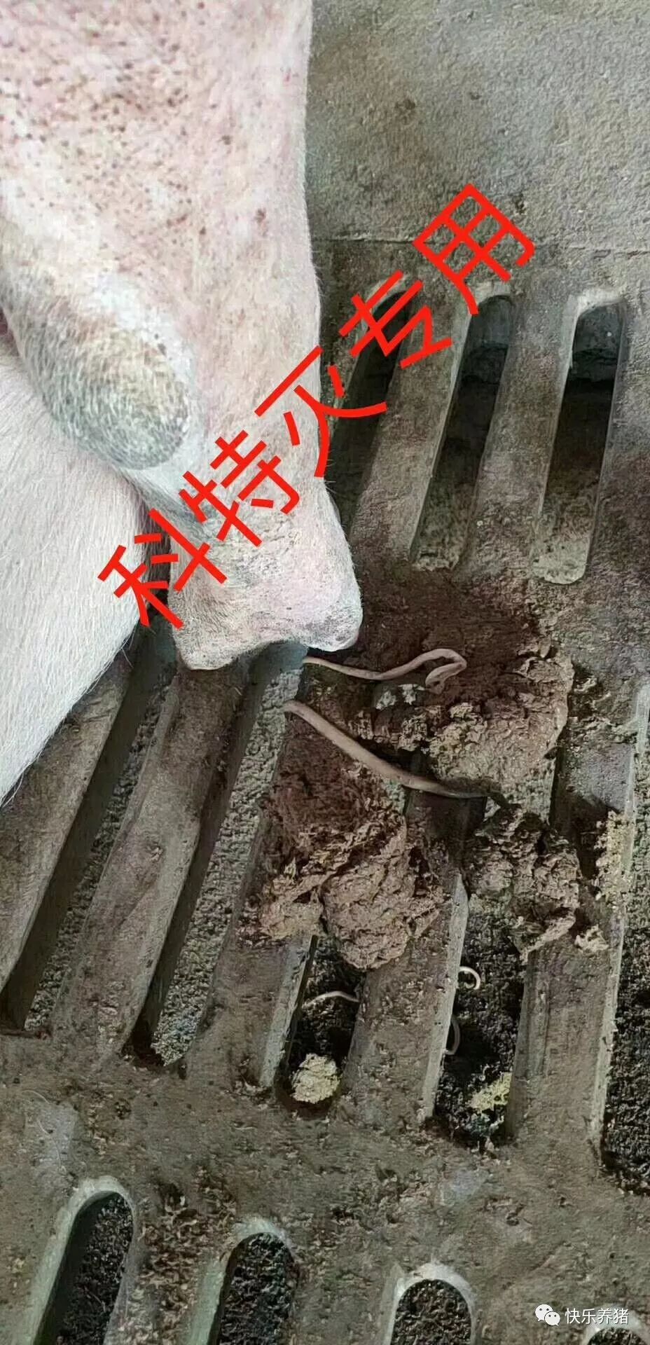 这样的驱虫效果,养猪人喜欢!有图!有视频!